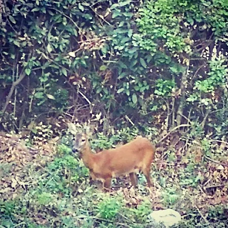 Bambi *
